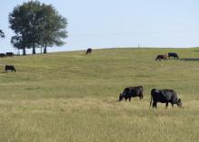 Cattle benefit from good pasture management that minimizes weed development during dry periods and helps pastures ahead of the dormant season. These beef cattle were photographed on the Mississippi State University H.H. Leveck Animal Research Center near Starkville on Sept. 29, 2016. (Photo by MSU Extension Service/Kevin Hudson)