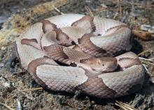 Most venomous snakes, such as this copperhead, can be identified by a flattened, triangular head and vertical pupils. The exception is the coral snake. (Photo by iStockphoto)