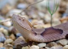 In Mississippi, most venomous snakes, such as this copperhead, have a triangular-shaped head with vertical, cat-like pupils in their eyes. The only exception is the coral snake. (Photo courtesy of Taylor Hannah)