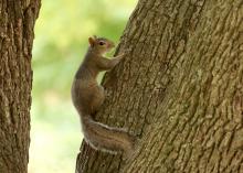 Although squirrels traditionally gather nuts, seeds, acorns, mushrooms, insects and leaves from forested habitats, they also enjoy readily available food from backyard and agricultural habitats, which often causes conflict between squirrels and homeowners. (Photo by MSU Ag Communications/Kat Lawrence)