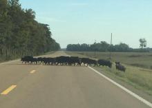 Many myths and half-truths surround the invasive wild hog population, including the notion that hogs will not cross a paved road, as they are seen doing in this photo taken in the Mississippi Delta. (Photo courtesy of Delta Wildlife)