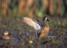 The migration of ducks, such as this blue-winged teal, from the Mississippi Delta to the Prairie Pothole region of the northern Great Plains each year is an example of a circannual rhythm. (File photo/MSU Extension)