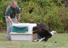 Representatives of the Mississippi Department of Wildlife, Fisheries and Parks are the best contacts when someone discovers a sick or injured wild animal. Their goal is to treat and re-release wild animals, as Chad Dacus, wildlife bureau director, is shown doing for this rehabilitated bald eagle at the Barnett Reservoir near Jackson, Mississippi. (Photo courtesy of Brian Broom)