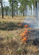 Uncontrolled wild fires can be very destructive to people and wildlife. But not all fire is bad. Biologists and land managers recognize prescribed fire -- intentional, controlled and managed burning -- as a valuable tool for creating habitat for many plants and animals.