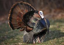 The adult male turkey, called a gobbler or tom, gobbles in an attempt to attract as many hens as possible with the intent of breeding. (Photo by iStock)