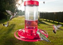 Hummingbird feeders attract tiny migrating visitors to Mississippi yards, but anyone who is not willing to keep fresh feed in a frequently cleaned container should consider planting a hummingbird garden instead. (MSU Extension Service file photo)
