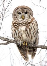 The piercing stare of the Barred Owl can catch a hunter’s attention.  (Photo by Bill Stripling)
