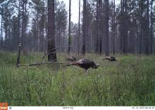 In pine-dominated forests, thinning and prescribed fire are important management practices for creating and maintaining turkey habitat. (Submitted photo)