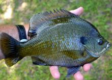 Landowners can learn how to improve the quality and quantity of sport fish, such as this bluegill, in upcoming free pond management workshops. (Photo by MSU Extension Service/Wes Neal)