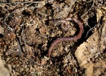 Earthworms improve soil by creating pores to allow greater water infiltration for growing plants. They also help decompose dead plant material into nutrients that plants can use to grow. (Photo by MSU Extension Service/Kat Lawrence)