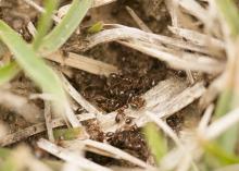 Imported fire ants are a scourge across the Southeast, but a two-pronged attack can control their numbers. Bite Back by broadcasting insecticide bait three times a year, and treat mounds when they appear. (Photo by MSU Ag Communications/Kat Lawrence)