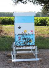 Beekeepers often choose to place bee colonies near row crops, such as this cotton field in Lowndes County, Mississippi, because the plant blooms provide much-needed nectar during the hot summer months. (File Photo by MSU Ag Communications