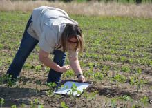 Mississippi State University graduate student Chelsie Darnell of Union City, Tennessee, gently knocks thrips from soybean plants to her collection tray in a Sunflower County, Mississippi, field on June 3, 2015. (Photo by MSU Ag Communications/Linda Breazeale)