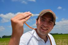 Mississippi State University worker Brad Tubbs of Grenada examines the thrips he has collected from soybean plants in a Sunflower County, Mississippi, field on June 3, 2015. (Photo by MSU Ag Communications/Linda Breazeale)