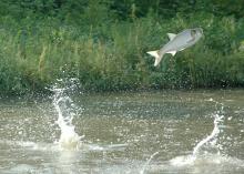 Asian carp compete with native fish for food and overtake an already occupied niche. They also could consume threatened or endangered native species. (Submitted photo)