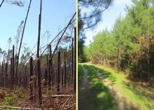 Tree farmer Cecil Chambliss thought Hurricane Katrina put him out of business, but 10 years later, he has changed his management practices and improved production on his Forrest County farm by replanting with longleaf and slash pine, which are more resistant to high winds than loblolly pine. (Submitted photo)