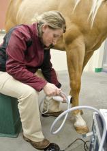 Dr. Cathleen Mochal, assistant clinical professor at the Mississippi State University College of Veterinary Medicine, uses noninvasive shock waves to treat tendon and ligament injuries that could impact physical soundness, which is critical for the usefulness of most horses. (MSU College of Veterinary Medicine File photo/Tom Thompson)