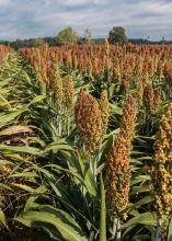 Consumer demand has helped grain sorghum prices surge ahead of corn prices and will likely inspire growers to plant at least 90,000 acres in 2015, despite the challenges sorghum faced from a new insect pest in 2014. (MSU Ag Communications file photo/Kevin Hudson)