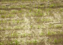 Rice that has emerged looks very good, but it needs sunshine and warm weather to begin growing vigorously. This rice was photographed April 28, 2015, in Washington County, Mississippi. (Photo by Mississippi Agricultural and Forestry Experiment Station/Richard Turner)