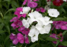 Dianthus tolerates cool weather and partners well with pansies or violas, providing garden color from fall through spring. (Photo by MSU Extension Service/Gary Bachman)