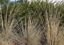 Ornamental grasses offer year-round appeal because even their dried leaves, stalks and seed heads provide visual interest for us and winter structure and habitat for birds and other wildlife. (Photo by MSU Extension/Gary Bachman)