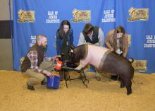 Alex Deason, 4-H agent with the Mississippi State University Extension Service in Sunflower County, left, helps his 4-H members with one of the four hogs they had in the Dixie National Sale of Junior Champions on Feb. 11, 2016, in Jackson, Mississippi. Anna Grace Rowland, second from left, Sherman Timbs and Sarah Thomas Smith shaved Deason’s head after they won a friendly bet with him by getting four pigs in the sale. (Photo by MSU Extension/Kevin Hudson)