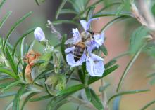 A honeybee gathers pollen from a rosemary bush at the Mississippi Agriculture and Forestry Museum in Jackson, Mississippi, on March 17, 2016. Homeowners can help support Mississippi’s honeybee population by responsibly applying garden chemicals. (Photo by MSU Extension Service/Susan Collins-Smith)