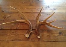 Antlers form unevenly when a deer has been injured. Here, the jagged abscission surface on the left antler and uneven number of points compared to the right antler indicate a brain abscess. (Submitted photo by Josh Payne)
