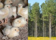 Chicks and Forest