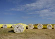 cotton bale tubes in field