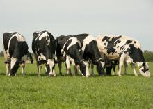 dairy cows eating grass