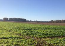 A radish cover crop planted in early fall as part of a research demonstration project is thriving at Michael Graves’ farm near Ripley, Mississippi. (File Photo by MSU College of Forest Resources)