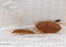 Eliminating clutter is one way to prevent bed bugs from becoming a problem. Once these parasites are introduced into a home, extermination requires professionals. (Photo by MSU Extension Service/Blake Layton)