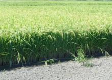 Whether grown under a conventional system or the newer alternating wet and dry method, weeds are controlled in rice during the initial 21-day continuous flood the crop needs to get established. (Photo by MSU Extension Service/Lee Atwill)