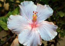 The Cajun hibiscus series is a wonderful line that has 38 colorful selections, including Cajun Gray. (Photo by MSU Extension Service/Gary Bachman)