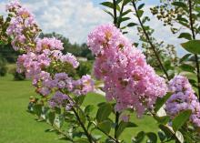 Flower buds develop on the current season's growth for summer-flowering plants like crape myrtle. Pruning in the spring does not impact their flowering. (Photo by MSU Extension Service/Gary Bachman)