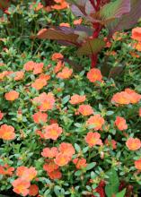 It takes special plants to find gardening success in the hard-to-handle strip of land between pavement and sidewalk. This Pizzazz tangerine purslane combines well with New Look celosia. (Photo by MSU Extension Service/Gary Bachman)