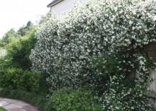 Confederate jasmine is neither a Southern native nor a true jasmine. It performs well in Mississippi landscapes, producing large numbers of small white flowers from midspring through early summer. (Photo by MSU Extension Service/Gary Bachman)