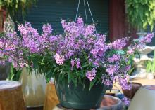 The Angel Mist variety of Angelonia, such as this Blush selection, is free-flowering, making it an exceptional choice for containers or hanging baskets. (Photo by MSU Extension Service/Gary Bachman)