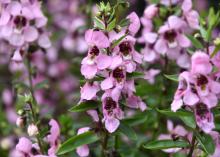 The Angelonia Serenita series has compact plants with vibrant colors, such as this Serenita Pink that was named an All-America Selection Winner in 2014. (Photo by MSU Extension Service/Gary Bachman)