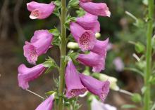 The bell-shaped flowers of foxglove typically hang down, but Camelot's blossoms remain more horizontal and allow a better appreciation of the freckled interior of the blooms. (Photo by MSU Extension Service/Gary Bachman)