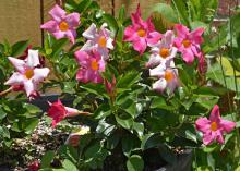Those who like Mandevilla but not its need for a structure may enjoy Dipladenia. Its bushy growth makes it perfect for growing in a full-sun container without additional support. (Photo by MSU Extension Service/Gary Bachman)