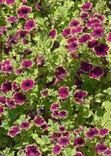 Picasso in Burgundy is a bicolor Supertunia that will be a must-have in 2016. The flower production and branching sets this plant apart from other petunias available on the market. (Photo by MSU Extension Service/Gary Bachman)