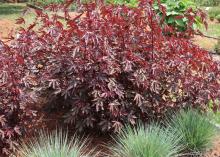 Mahogany Splendor hibiscus looks a lot like a Japanese maple. Leaves are either a dramatic, dark purplish-burgundy or a rusty, intense green, depending on sun and shade. (Photo by MSU Extension Service/Gary Bachman)