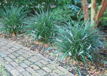 The Evergreen Giant liriope is a good landscape choice for shady areas that need a large presence. (Photo by MSU Extension Service/Gary Bachman)