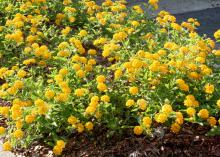 New Gold lantana was named a Mississippi Medallion winner in 1996, and its vigorous growth and bright flowers keep it an excellent landscape choice. (Photo by MSU Extension Service/Gary Bachman)