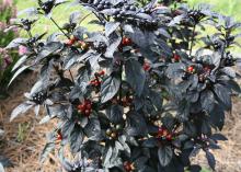 The Black Pearl ornamental pepper produces clusters of shiny, black, round fruit that mature to brilliant red as the season progresses. Peppers are quite versatile garden performers and work well in combination containers or massed planted in the landscape. (Photo by MSU Extension Service/Gary Bachman)