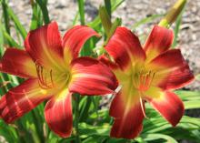 The daylily Suburban Nancy Gayle is one of the most outstanding new selections available. It blooms from mid-May until August with big, red, yellow-throated flowers. (Photo by MSU Extension Service/Gary Bachman)