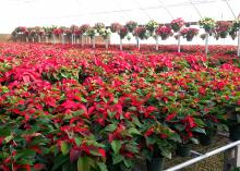 Poinsettias are sensitive to wet feet, and root rot will set in very quickly. It is important not to overwater them. (Photo by MSU Extension Service/Gary Bachman)
