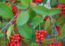 Savannah holly berries can be show stoppers from November through March. They are a favorite winter delicacy for birds. (Photo by MSU Extension/Gary Bachman)